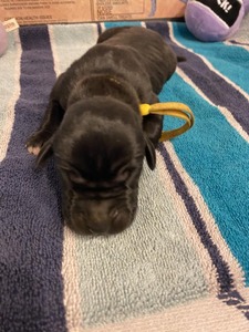 Yellow Collar