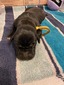 Yellow Collar